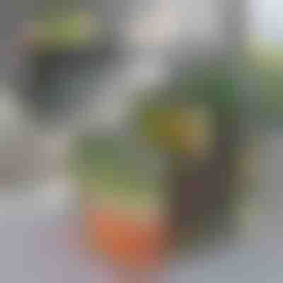 Kühlschrank-Organizer-Box | FRESHDISH